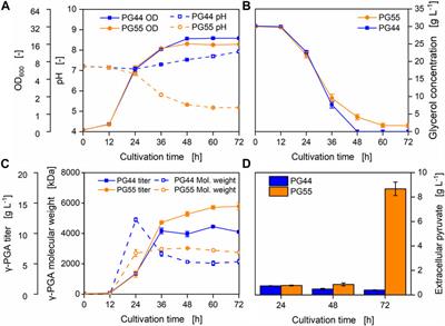 Metabolic engineering of B. subtilis 168 for increased precursor supply and poly-γ-glutamic acid production